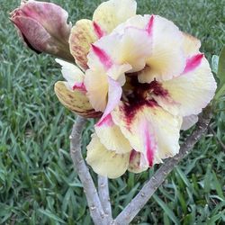 DESERT ROSE (1 gallon pot) ABLAZE COLOR