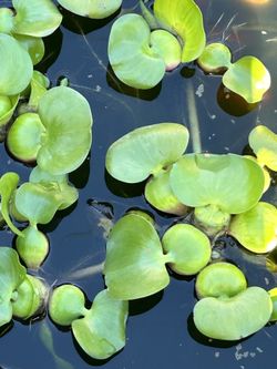 Floating Water Hyacinth