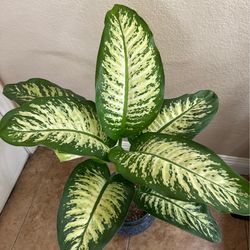 Live large Dieffenbachia Tropic Snow Plant With Ceramic Pot (Please Read Full Description)