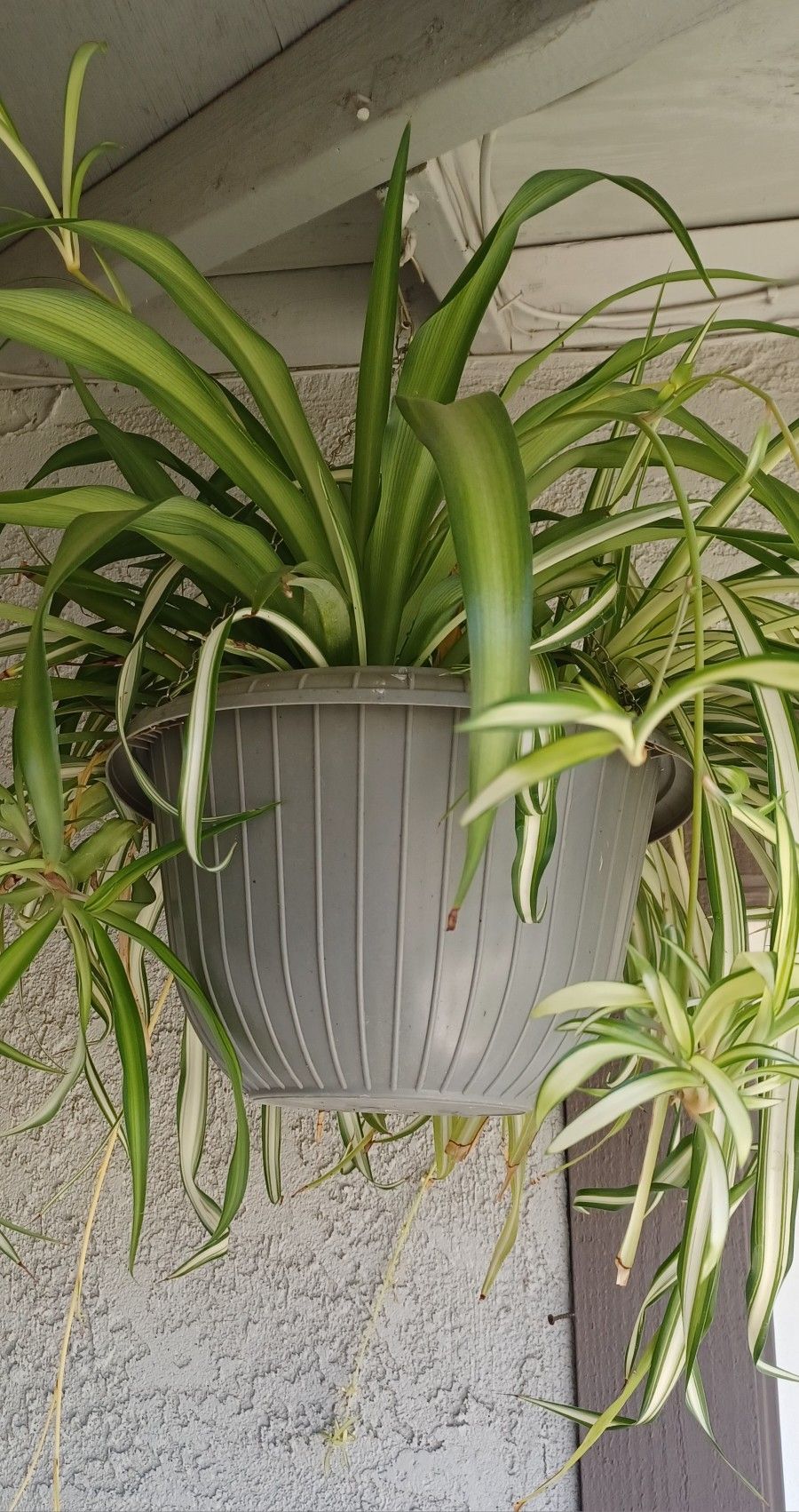Spider Plant