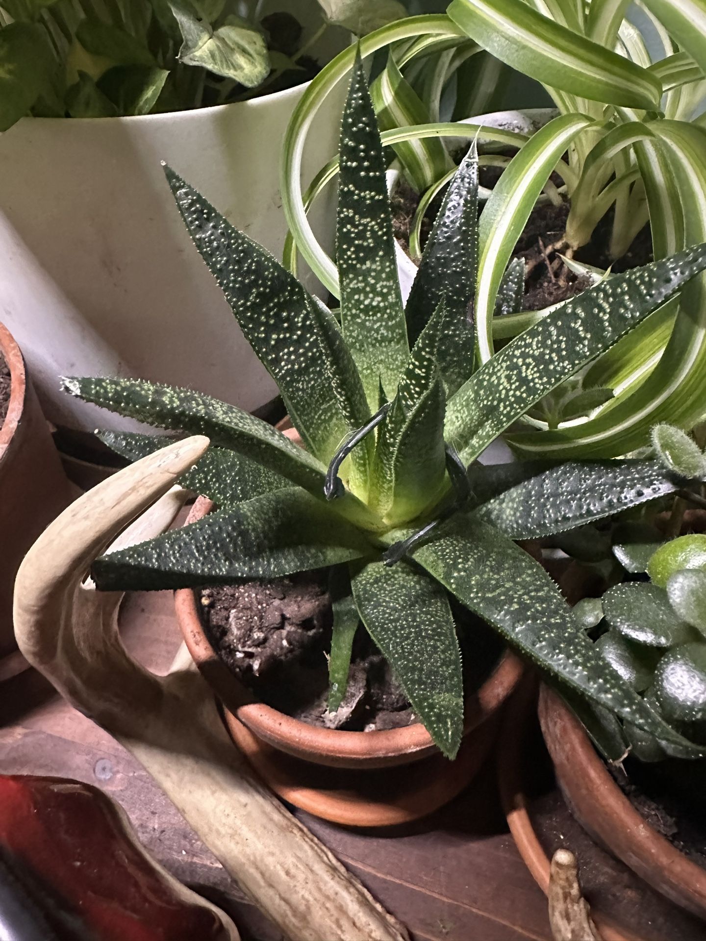 Plants /succulents 