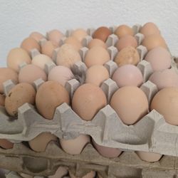 Fresh Farm Eggs