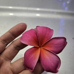 Cutting plumeria 