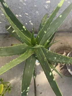 Sávila Mediana / Diferentes Precios 