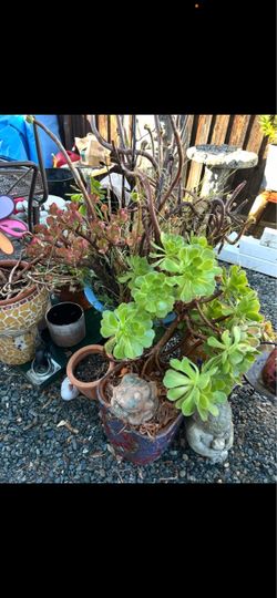 Lots of plant starts 10 to 15 daller