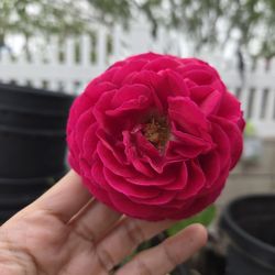 Rose Bush - DA Darcey Bussell Rose 5gal