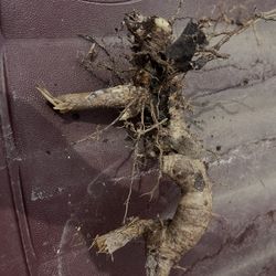 Bamboo Root