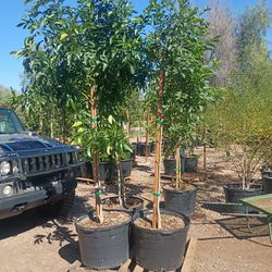 24 Gallon Ash Trees 