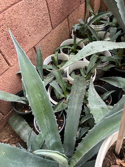 Highlighting Our Agave Selection Plants