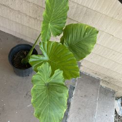 Big Elephant Ear Plant 