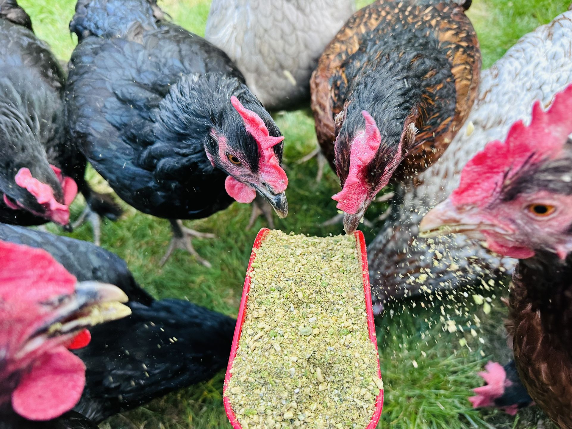 Chicken Feed (Soy, Corn, & GMO Free)
