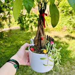 Money Tree Live Plant and Succulent Live Plant In Ceramic Pot With Decoration New condition 