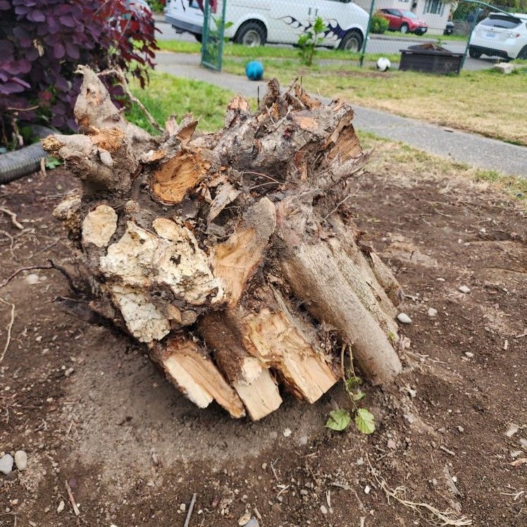 FREE STUMP