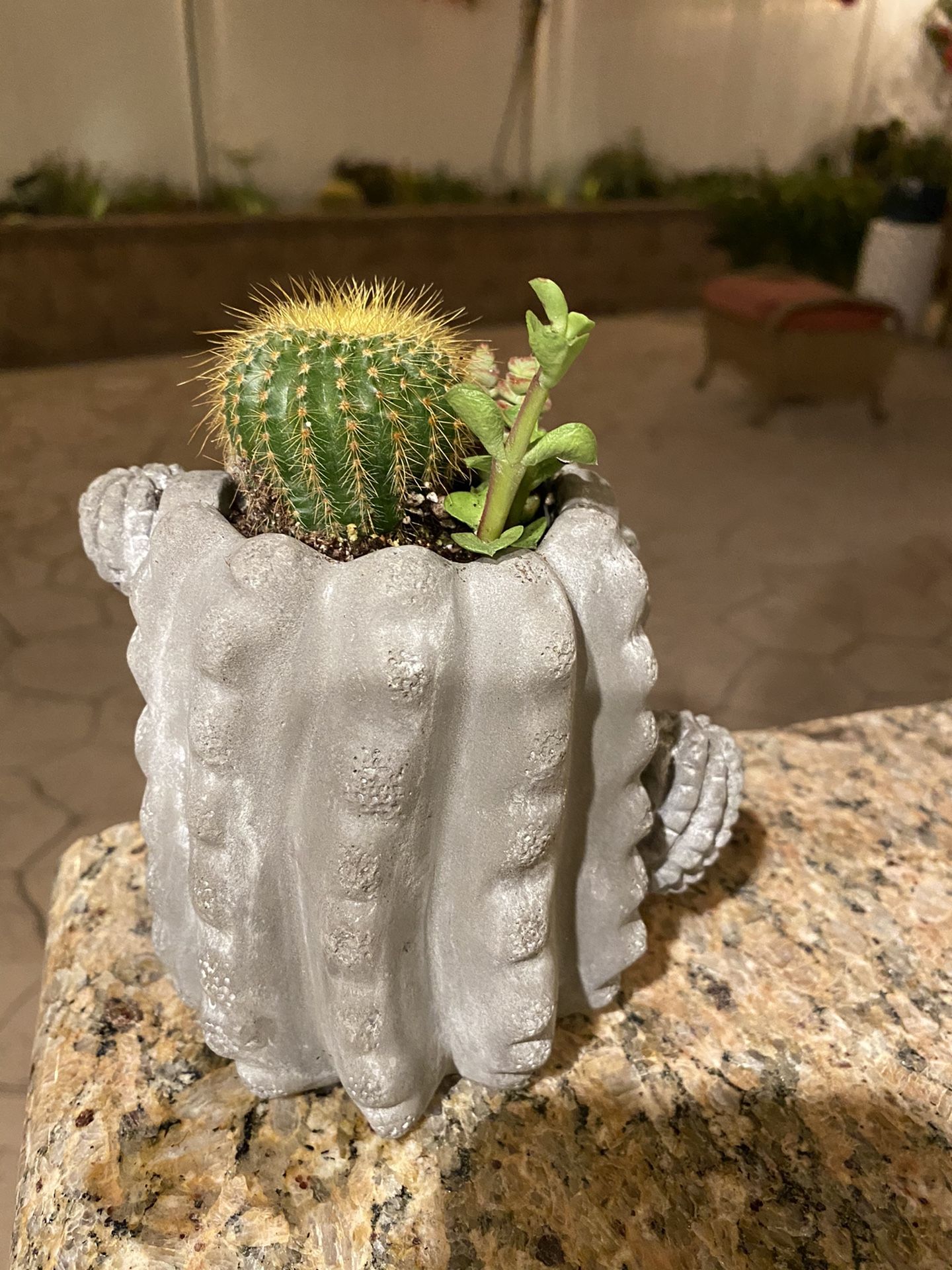 Succulent cement cactus 🌵 pot