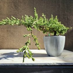 Old Juniper Nana Bonsai Tree