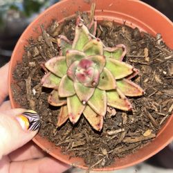 Succulent 