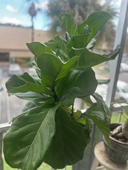 Fiddle Leaf Fig Live Plant