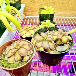 Carnivorous Plant 