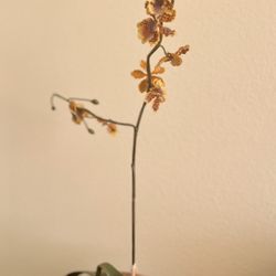 Faux Orchid Plant Display Wood Planter Box Container