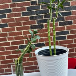 Plants