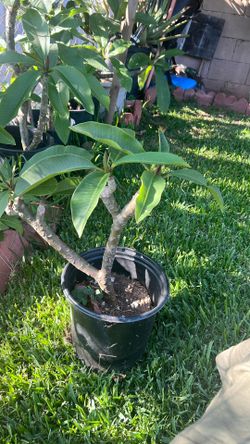 White Plumeria Plant
