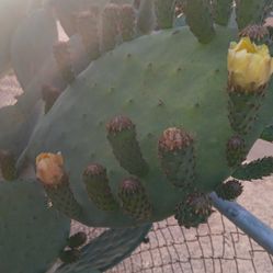 Cactus Nopal