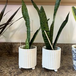 Huge Variety Of Indoor Plant Sales 