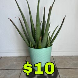 Aloe Vera Big Plant