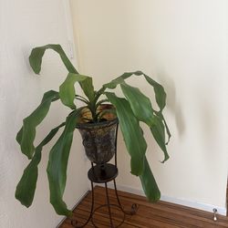 Dracaena Fragrance Plant
