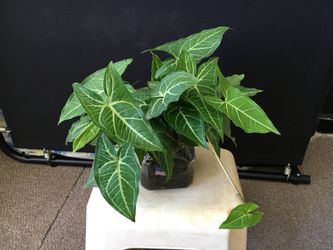 In n outdoor nice plant