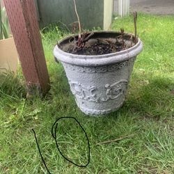 Pot With Plant $10 Each 