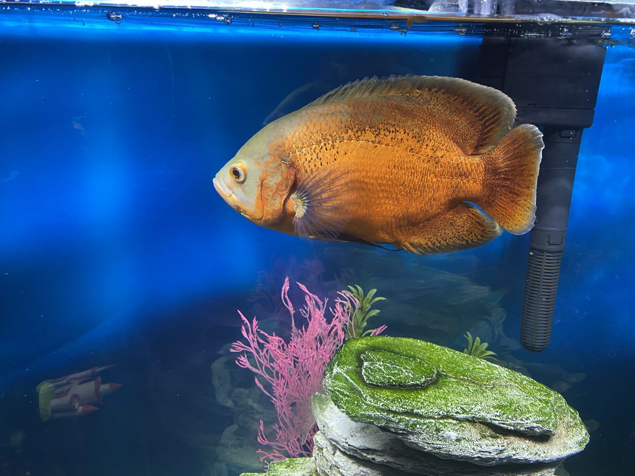 55 Gallon Fish Tank With Stand