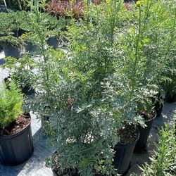 Fresh Ruda Plants – 3 Gallon Pots for Only $10 