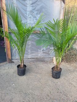 Majesty Palm 10" Nursery Pot $10 each