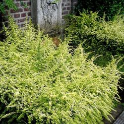 Honeysuckle Boxwood (Lonicera) Plants 