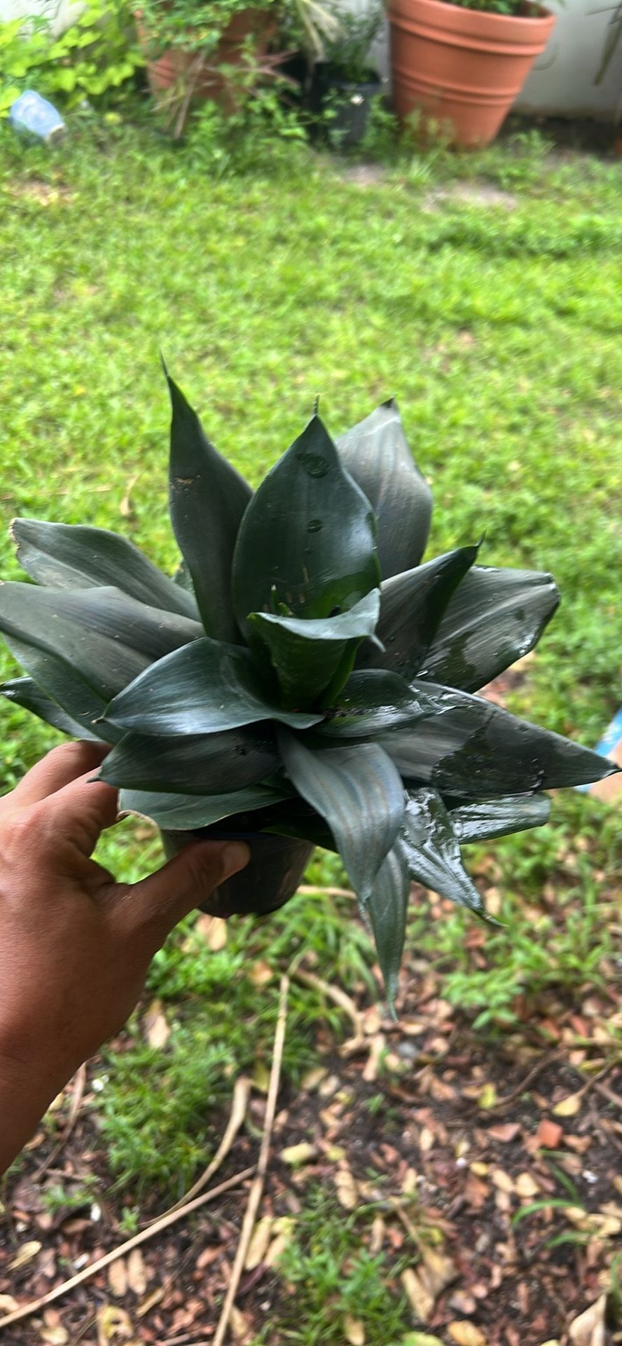 Mini Snake Plant Pet Friendly 4”