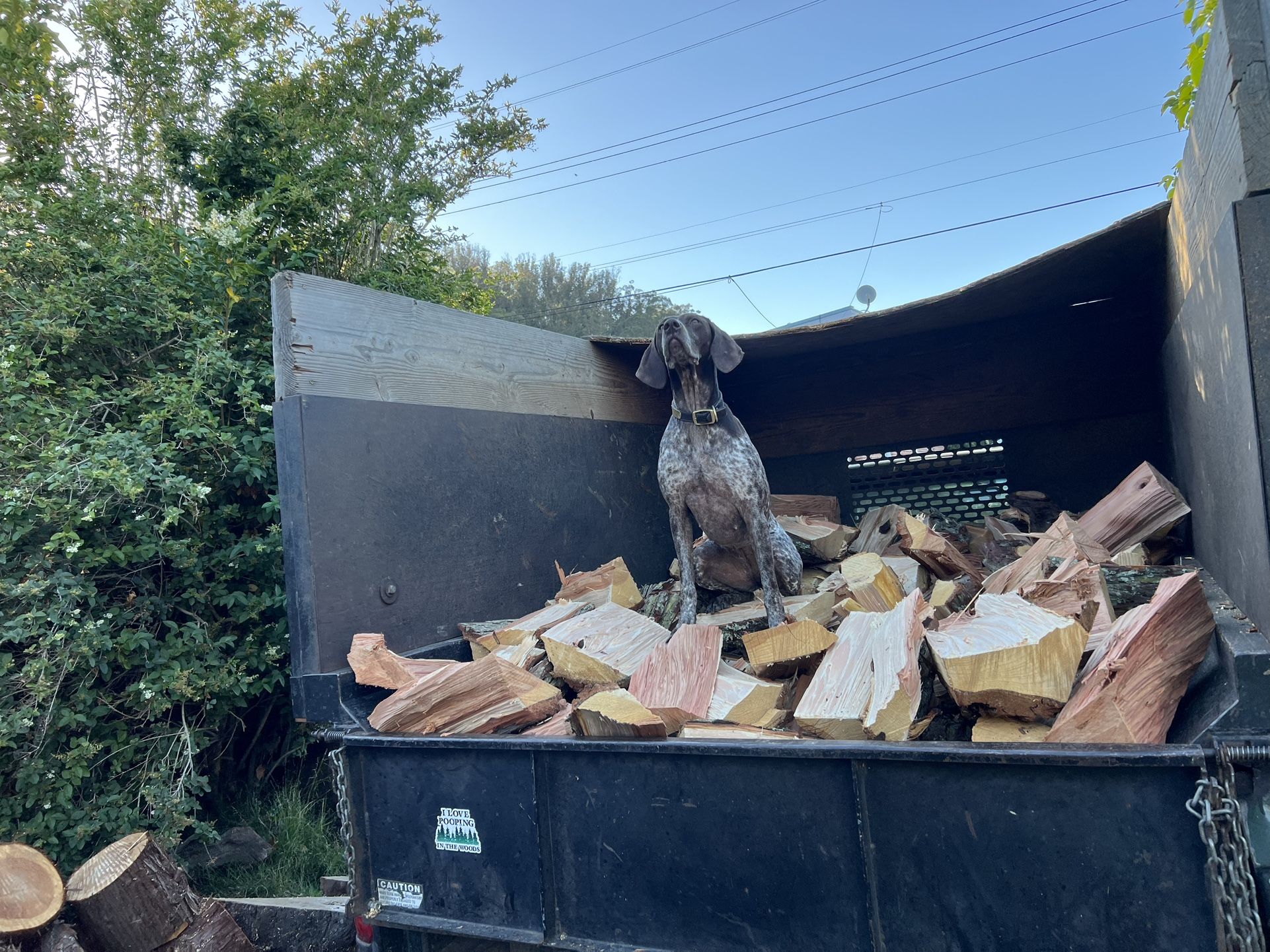 Fire Wood Firewood Camp Wood