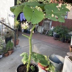 Yerba Santa 