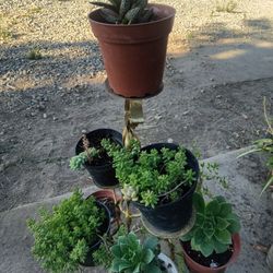 Candelero De Plantas  Son  9 Plantas