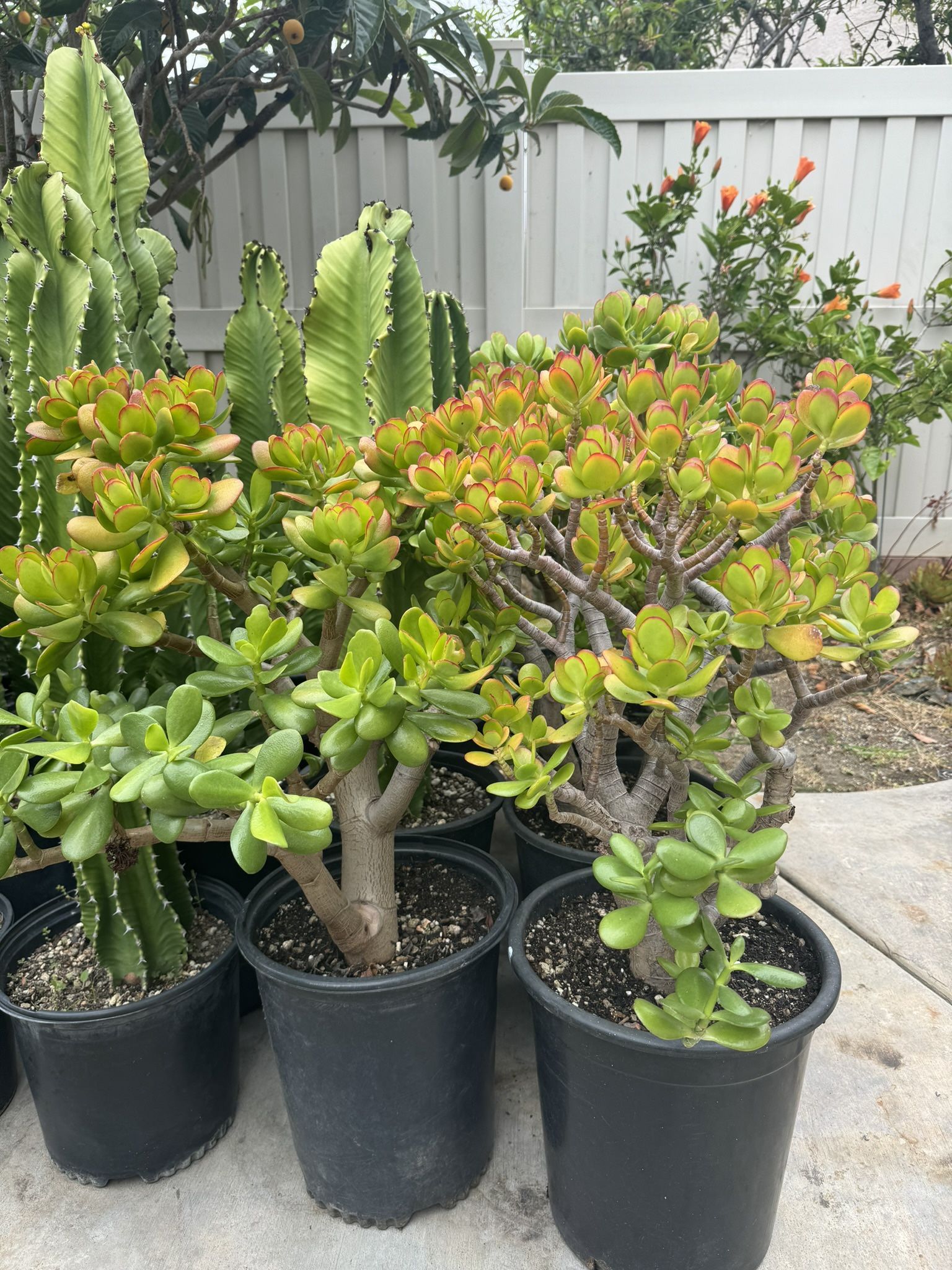 Jade Plants 