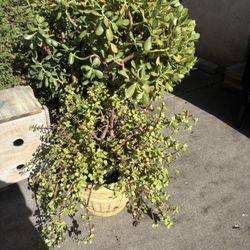Plants 