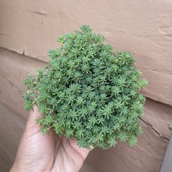 4β sedum hispanicum blue carpet