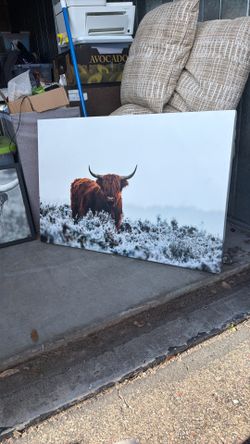 Cow Photos