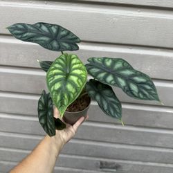 5” Big Alocasia Dragón Scale