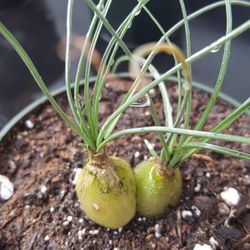 Pregnant Onion Succulent