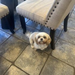 Busco Novio Para Mi Shitzu 