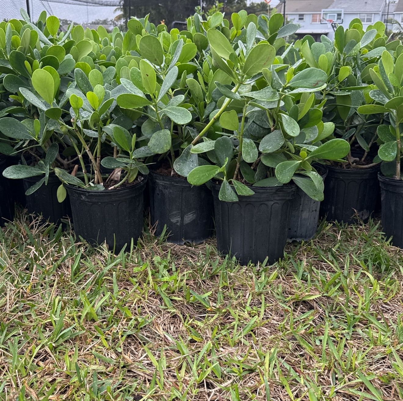 3 Gallon Clusia Plants