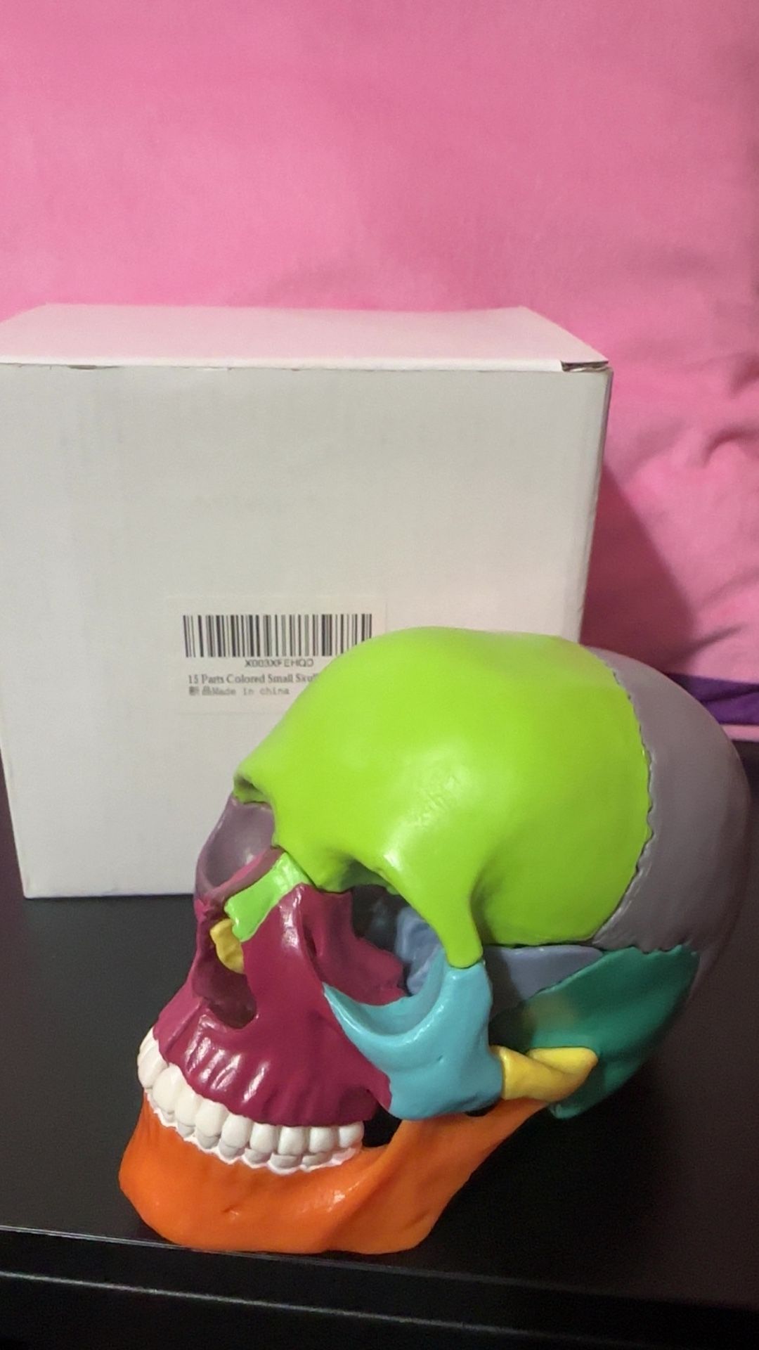 15 Pcs Skull Model