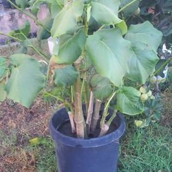 5 Gal. Planta Santa Plant