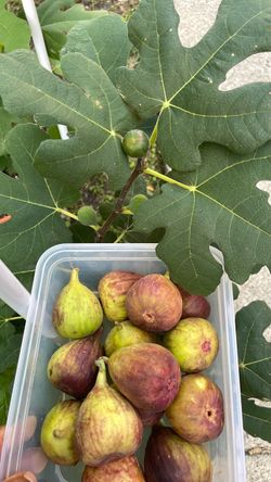 Chicago hardy fig trees
